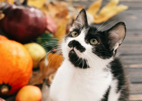 légumes et chaton